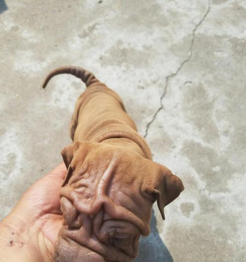 养沙皮犬的正确方法（如何以正确的方式饲养您的沙皮犬）