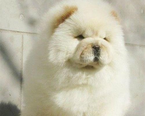 松狮靠舌头降温的神奇机制（揭秘松狮犬舌头散热的科学原理）
