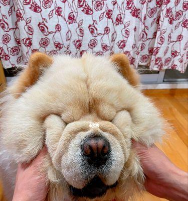 如何正确给松狮犬洗澡（宠物的健康从洗澡开始）