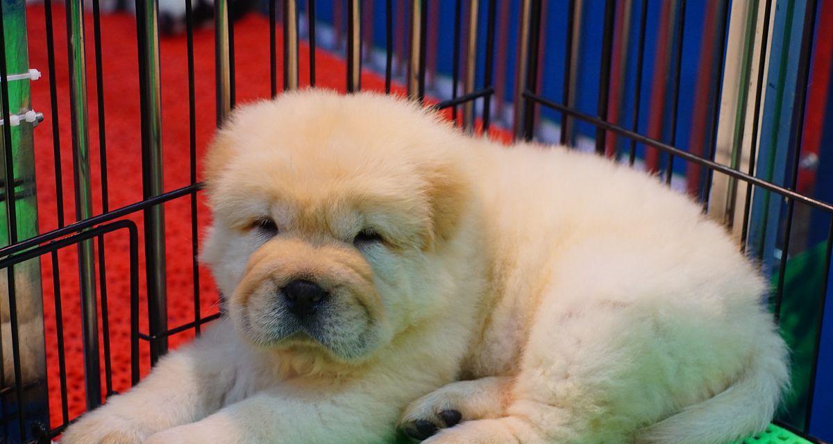 如何训练你的松狮犬？（从基本的指令到高级技能，为你的宠物打造完美的训练计划）