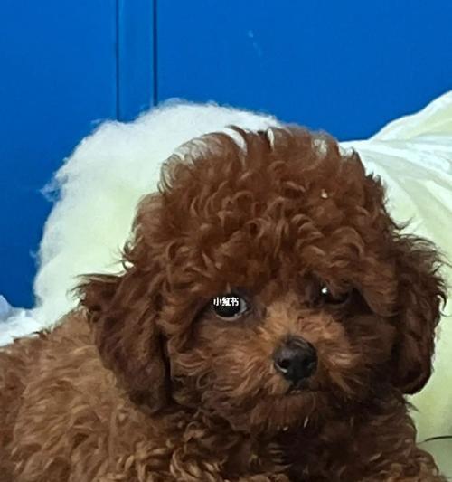 泰迪犬的饲养与日常护理（让你的泰迪犬健康成长）