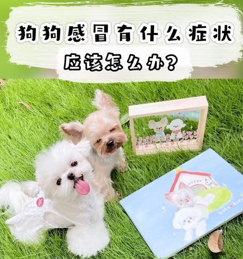 宠物泰迪感冒的症状及治疗方法（宠物泰迪感冒的症状及治疗方法）
