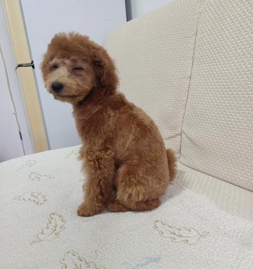 泰迪狗狗可以吃石榴吗？（狗狗的饮食和安全/石榴的营养和安全性。）