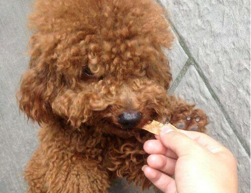 怎样让你的泰迪犬恢复食欲？（泰迪犬不吃东西的原因和解决方案）