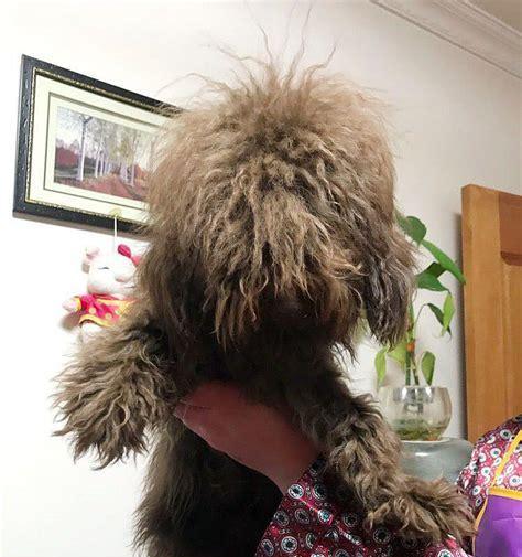 泰迪犬发烧应该怎么办？（以宠物为主，如何正确应对泰迪犬发烧问题？）