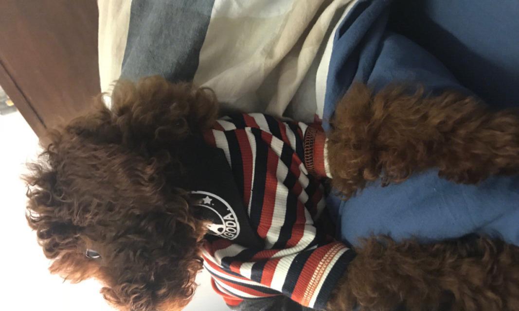 探析泰迪细小的成因与预防（从宠物角度看犬细小病毒对泰迪的影响）