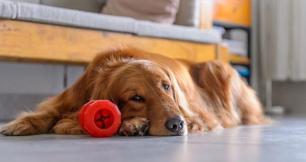 可卡犬为何很少蛀牙？（探究可卡犬口腔健康的奥秘，有哪些值得借鉴的保健方法？）