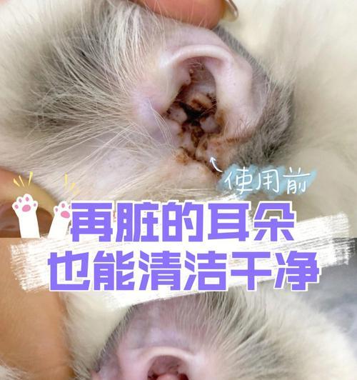 探究猫咪耳朵发炎的原因（宠物猫咪为什么容易得耳朵发炎）