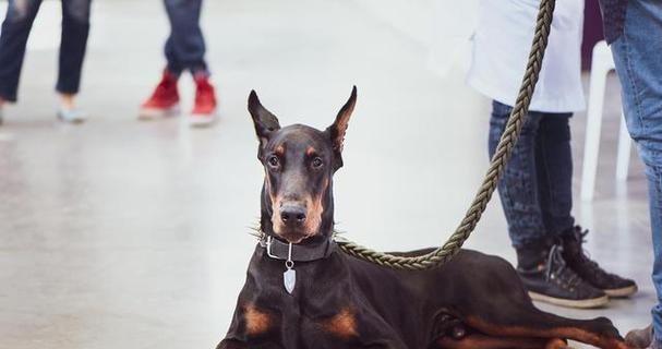 成年杜宾犬的饲养指南（以宠物为主，让你的杜宾犬健康快乐）