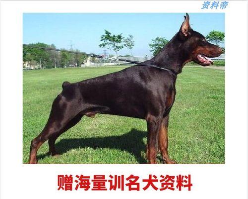 如何正确喂养成年狗狗（营养均衡、口感诱人、定时定量、关爱护理）