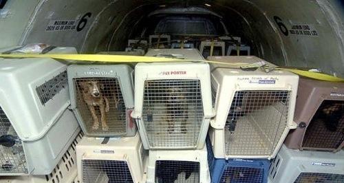 宠物航空托运全攻略（让宠物旅行更轻松）