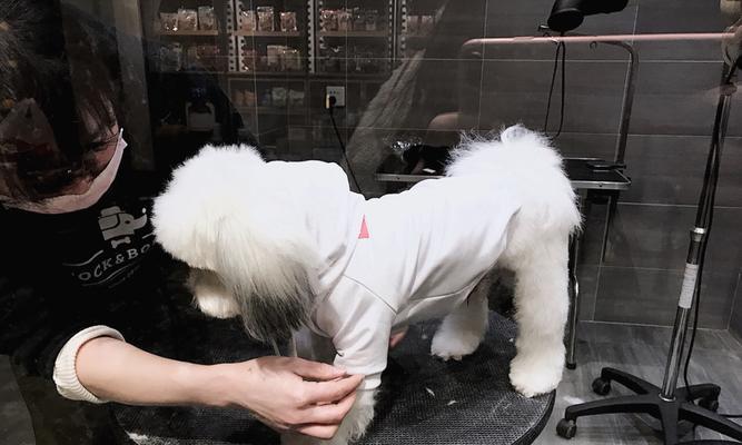 宠物美容（清洁你的狗狗——一次完美的洗澡体验）