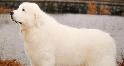 打造迷人毛发的大白熊犬美容方法（重在护理，发乎自然）