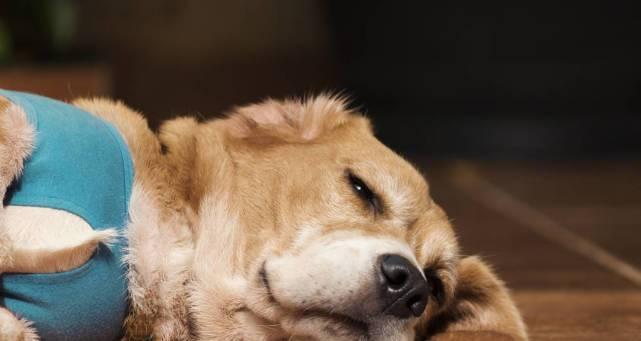 如何解决大白熊犬眼屎问题（宠物眼屎的危害及预防方法）
