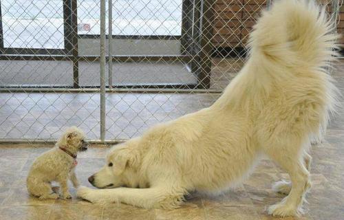 大白熊犬怀孕饮食指南（以宠物为主，为您的大白熊犬营造最佳健康饮食）