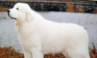 如何应对大白熊犬咬人事件（宠物养护中的重要细节）