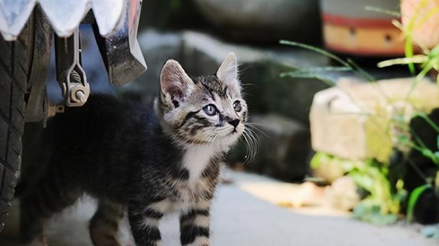 大猫还是小猫？哪个更适合当宠物？（比较宠物的性格、需求和养育难度，让你选对最合适的猫咪）