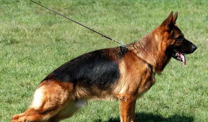 如何正确抱德国牧羊犬（掌握正确姿势，让爱宠更舒适）