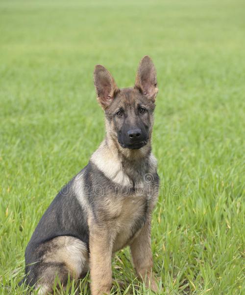 德国牧羊犬幼犬的特征（了解德牧幼犬的性格、外貌和训练技巧）