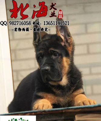以德牧幼犬的健康喂养指南（营养均衡，健康成长）