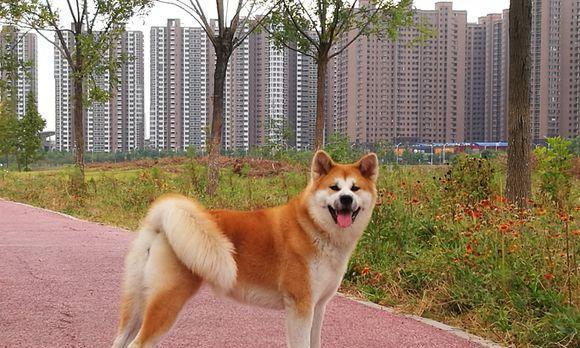 如何调教秋田犬呆在犬床（让宠物更舒适地睡觉）