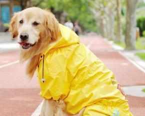 冬季狗狗穿衣全攻略（如何选择衣物、注意事项和常见问题解答）