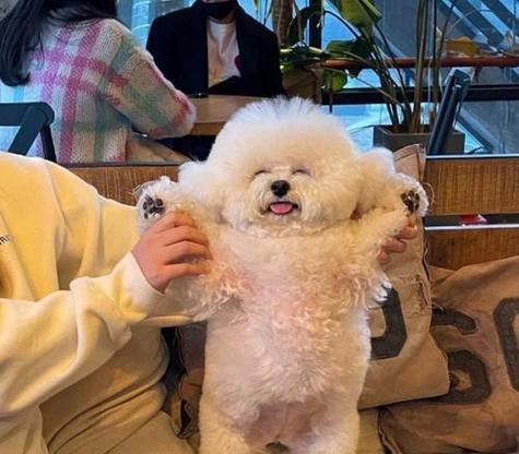 冬季如何养好宠物狗（宠物狗冬季健康必备）