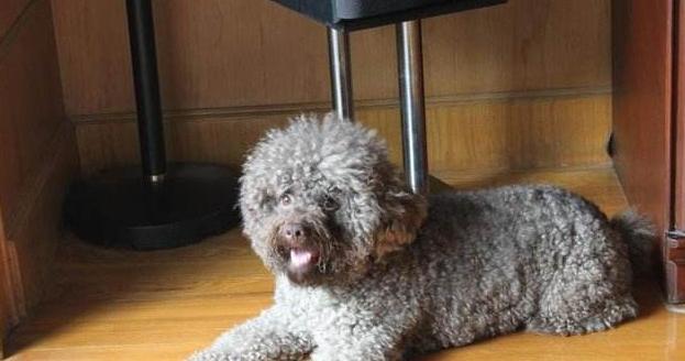 冬季养护贵宾犬的攻略（宠物爱好者必备，让你的贵宾犬渡过一个温暖舒适的冬天！）