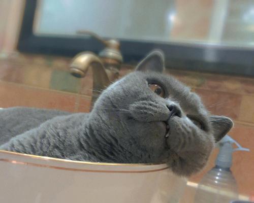 冬季猫咪洗澡全攻略（温暖、安全、舒适，让猫咪洗个舒服澡）