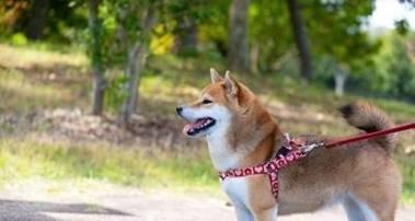 如何给宠物松狮过冬保暖？（寒冷季节中你需要了解的15件事）