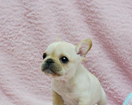 揭秘斗牛犬寿命之谜（宠物主人必看，了解斗牛犬寿命及延长方法）