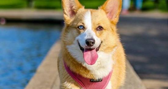 如何解决杜宾犬不喝水的问题（以宠物为主的喝水技巧和预防方法）