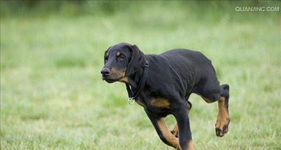 杜宾犬训练指南（如何在正确的时间和方法开始训练你的杜宾犬）