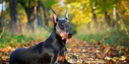 如何为你的杜宾犬提供健康饮食（了解杜宾犬的营养需求以及如何满足它们的胃口）