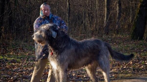 以杜高犬标准身高体重为指导的宠物饲养（从标准到实际，让您的杜高犬健康成长）