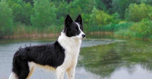 给杜高犬选择合适的狗粮（了解杜高犬的营养需求，选择适宜的狗粮）