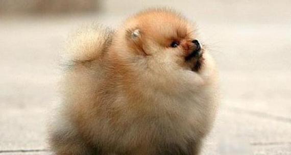 宠物博美犬的保暖问题（了解博美犬的保暖需求，让你的毛孩度过温暖的冬天）