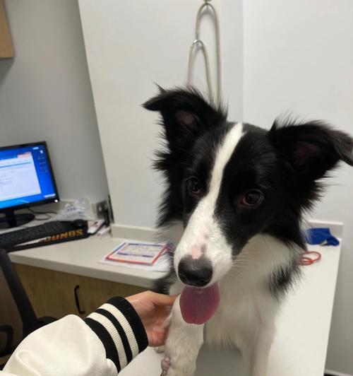 如何照顾怕冷的边牧犬？（从毛发护理到室内调节温度，做好这些，让你的边牧犬远离寒冷）