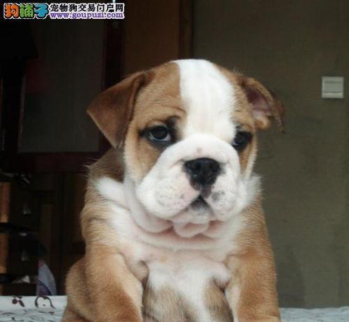 法国斗牛犬的冬季养护（如何让你的宠物温暖过冬）