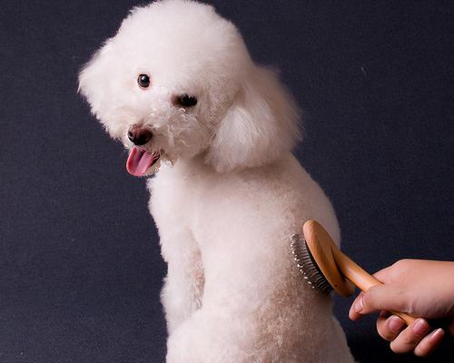 宠物狗梳毛小知识（让你的爱犬更健康美丽）