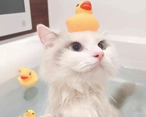 猫咪洗澡全攻略（注意事项让你轻松护理爱宠）