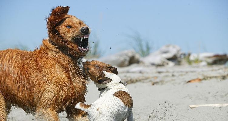 宠物爱打架？如何应对！（为什么狗狗会打架？如何训练防止？给你的宠物一个友好的环境。）