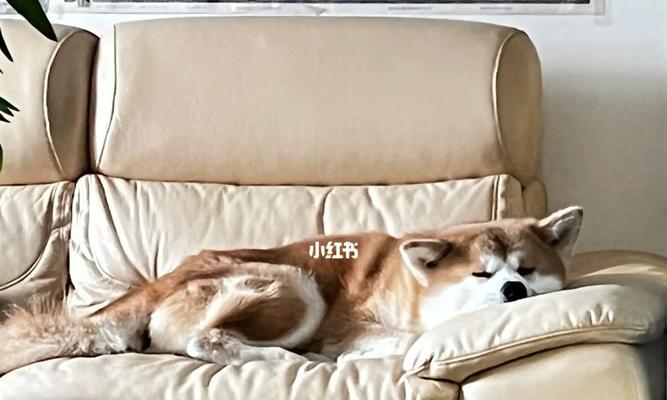 怎样让宠物狗不再爱上沙发？（从培养习惯到挑选家具，让宠物与沙发和平相处）