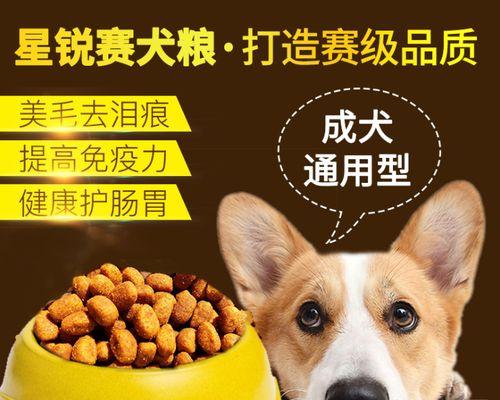 宠物狗的五大营养需求（了解如何为你的狗狗提供均衡的饮食）