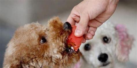 狗狗为什么喜欢吃纸？（探究狗狗吃纸的原因和解决方法）
