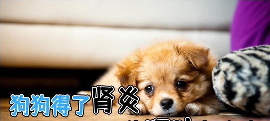 如何应对狗狗肠炎的问题（家养宠物的饲养注意事项）