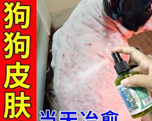 狗狗湿疹全面解决方案（探究湿疹发病原因，预防和治疗方法全揭秘）