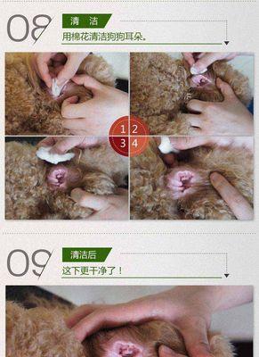 如何预防和治疗狗狗外耳炎（宠物主人必知的护耳小常识）