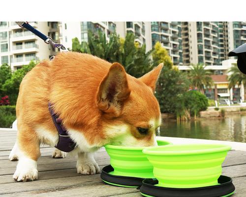 如何选择适合狗狗的饭碗？（从材质到形状，这些因素你需要考虑）