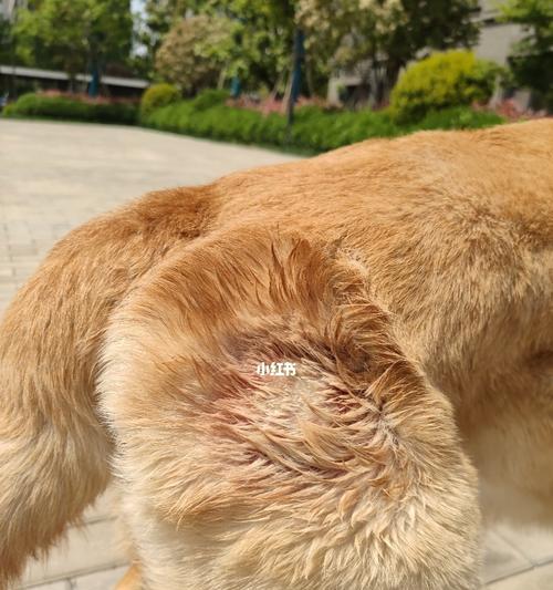 解密狗狗皮肤结构（探究狗狗皮肤结构特点，了解如何为宠物提供最佳护理）